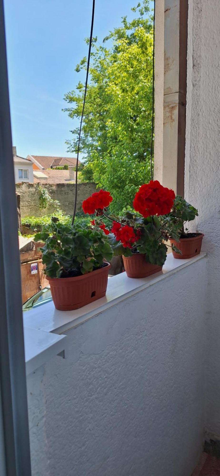 סובוטיקה Apartman Lara מראה חיצוני תמונה